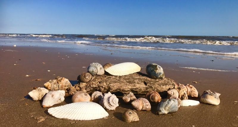 Ancient Shark Teeth Wash Up Daily Ancient Shark Teeth Wash Up Daily