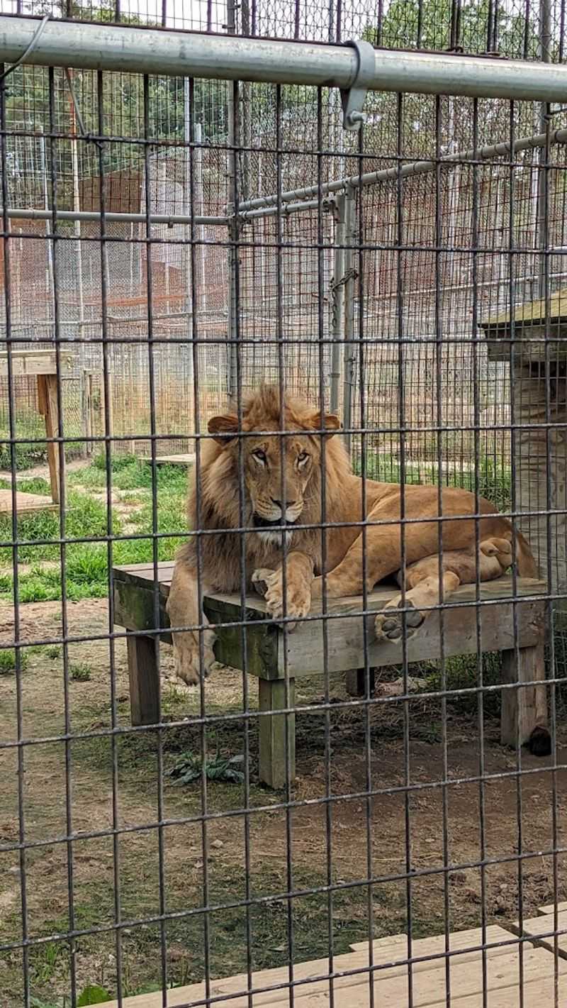 Animal Park At The Conservators Center