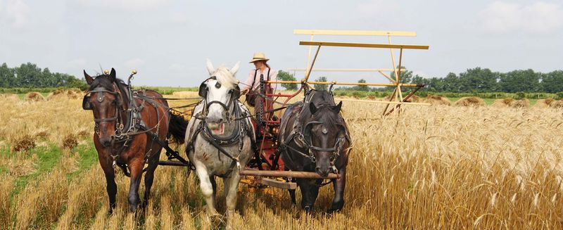 Animals That Bring The Farm To Life