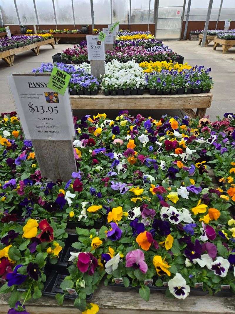 Annuals That Turn an Ordinary Yard Into Something Worth Noticing Annuals That Turn an Ordinary Yard Into Something Worth Noticing