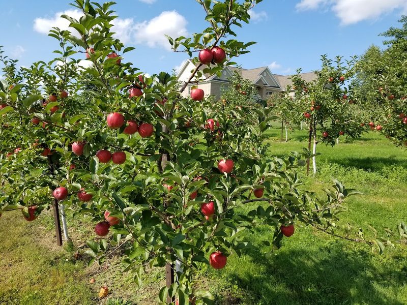 Apple lovers will find plenty to get excited about Apple lovers will find plenty to get excited about