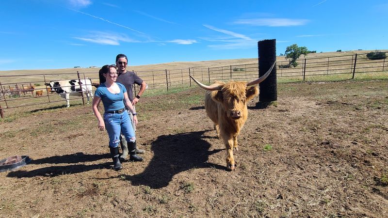 Cowie’s Cows (Elizabeth)