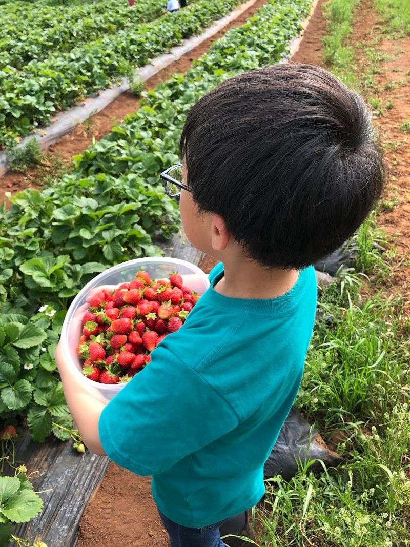 Arrive Early For The Best Berry Selection