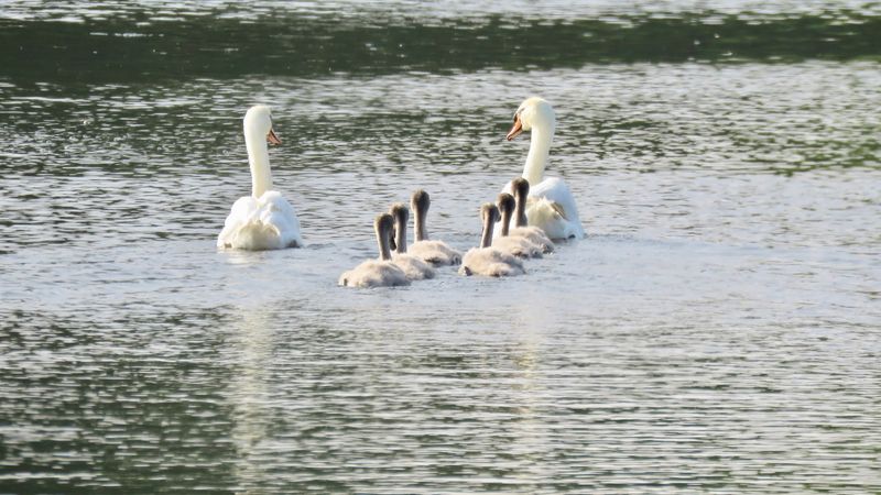 Attend the Cape May Fall Festival with New Jersey Audubon