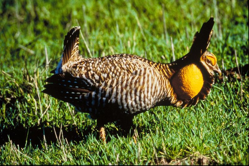 Attwater's Prairie Chicken Attwater's Prairie Chicken