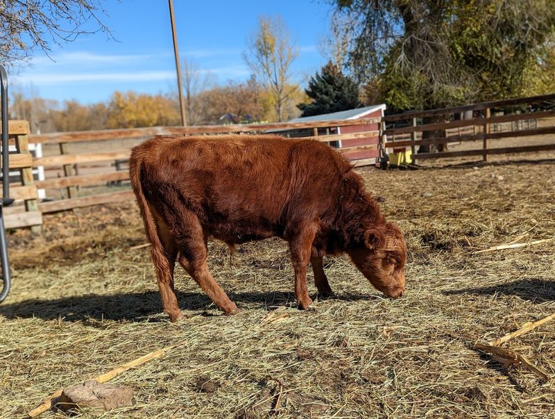 The Farm at Lee Martinez Park (Fort Collins)