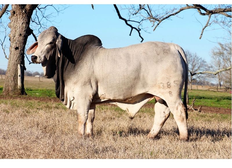 BRC Ranch Tours (Wharton County) BRC Ranch Tours (Wharton County)