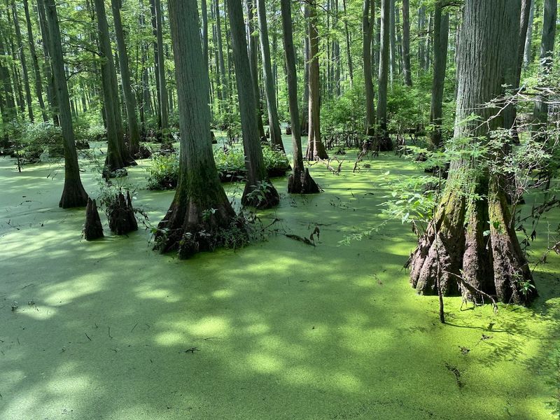 Where Illinois Suddenly Turns to Bayou