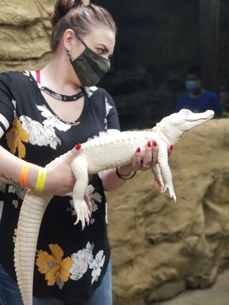 Baby Alligators Up Close: Holding One Is More Calm Than You Would Expect Baby Alligators Up Close: Holding One Is More Calm Than You Would Expect