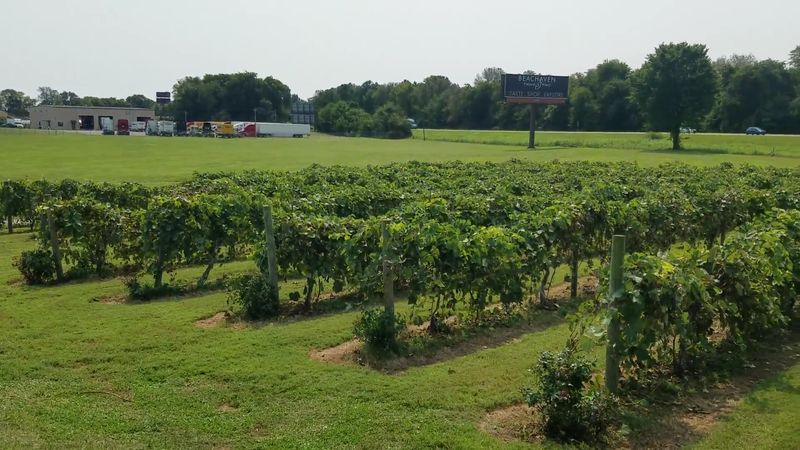 Beachaven Vineyards & Winery — Clarksville Beachaven Vineyards & Winery — Clarksville