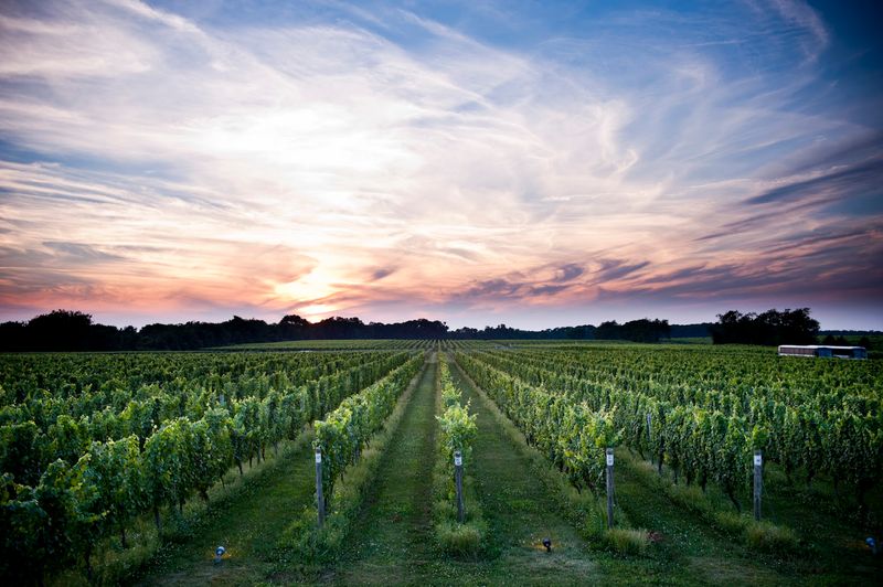 Bedell Cellars (Cutchogue)