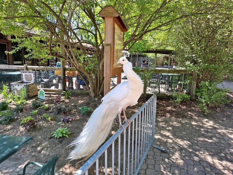 Binder Park Zoo — Battle Creek
