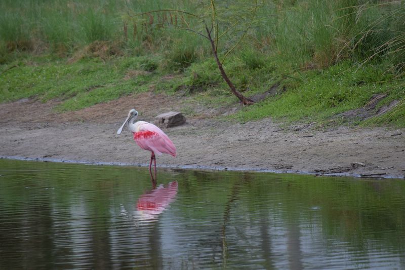 Bird Species That'll Make Your Jaw Drop Bird Species That'll Make Your Jaw Drop