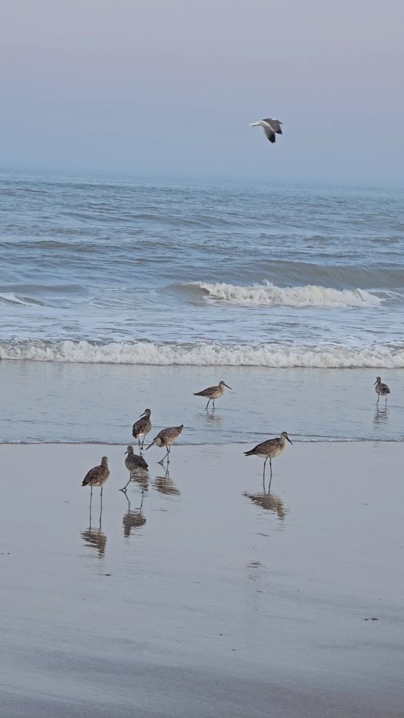 Bird Watching and Beachcombing Make It Feel Untouched
