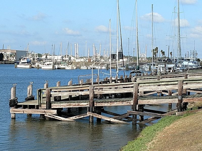 Birding Paradise Along the Great Texas Coastal Birding Trail