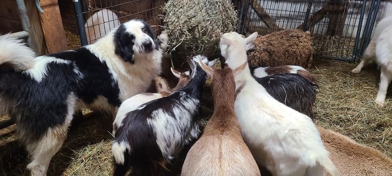 Blue Shamrock Farm — Oxford