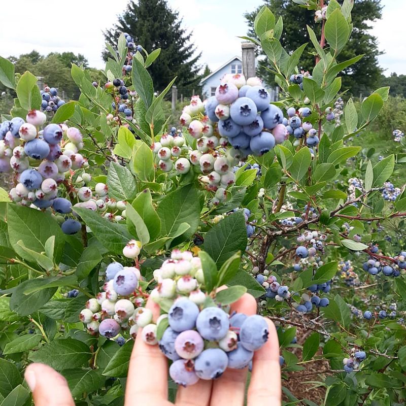 Blueberried Alive, Loudonville Blueberried Alive, Loudonville