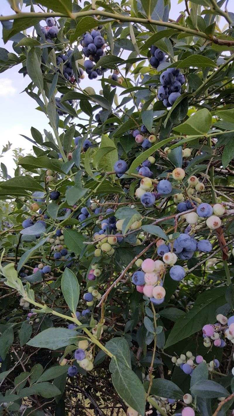 Blueberry Hill Farms, Inc. (Edom) Blueberry Hill Farms, Inc. (Edom)