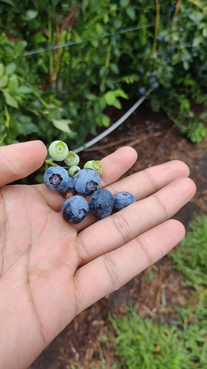 Blueberry Picking Turns Into a Slow Summer Treasure Hunt