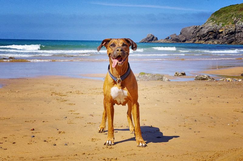 Bow Wow Beach