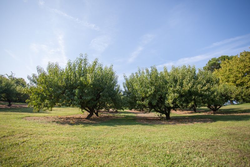 Breeden's Orchard — Mt. Juliet Breeden's Orchard — Mt. Juliet