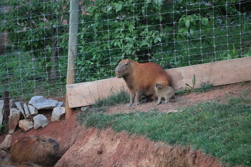 Brights Zoo — Limestone