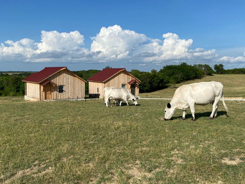 Cabins With Wildlife On Your Deck