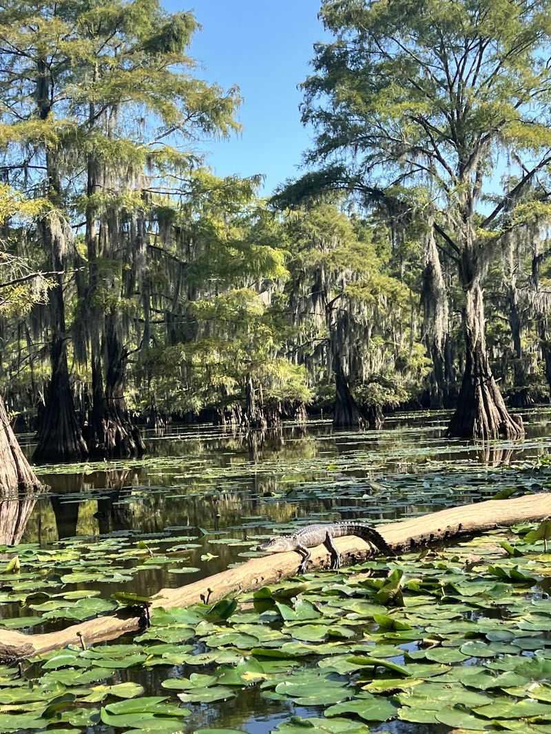 Caddo Lake