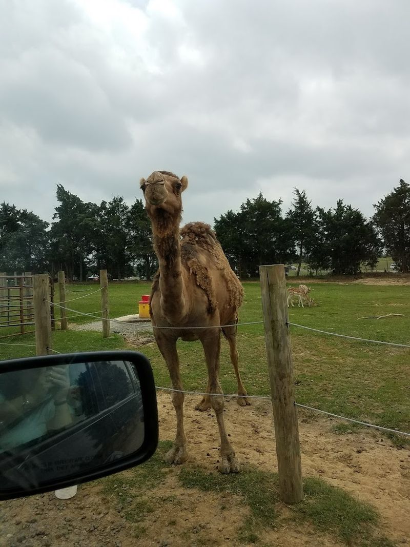 Camel Rides and Feeding