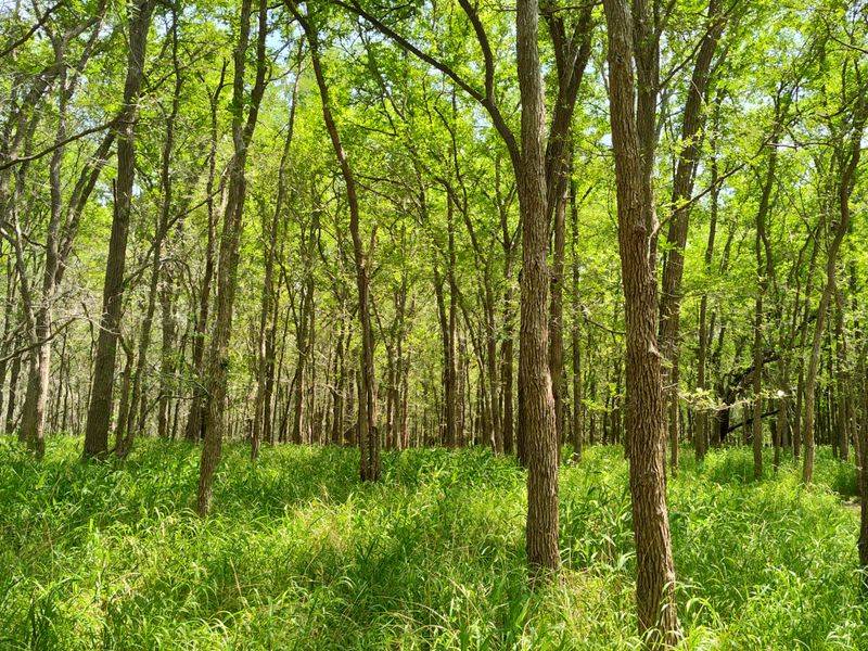 Camping Under Deep Shade