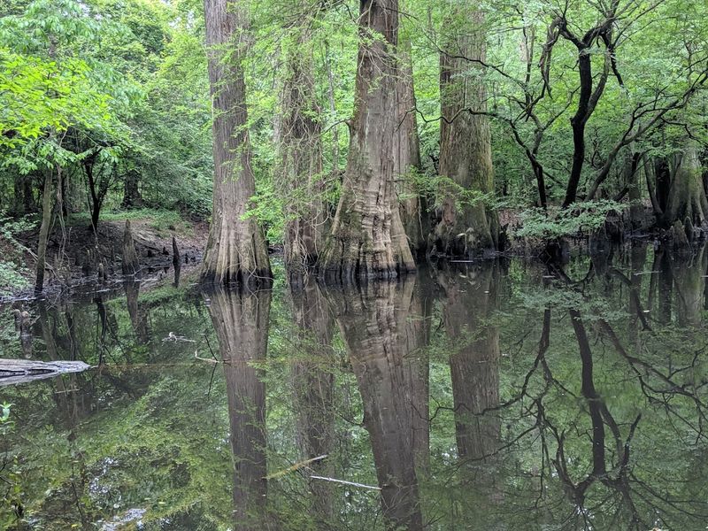 Canoeing And Kayaking Through Cypress Swamps