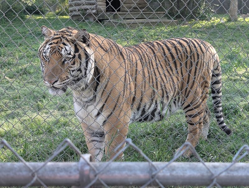 Carolina Tiger Rescue