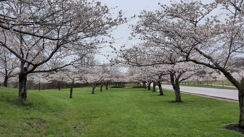Cherry Blossom Grove Along the Entrance Drive