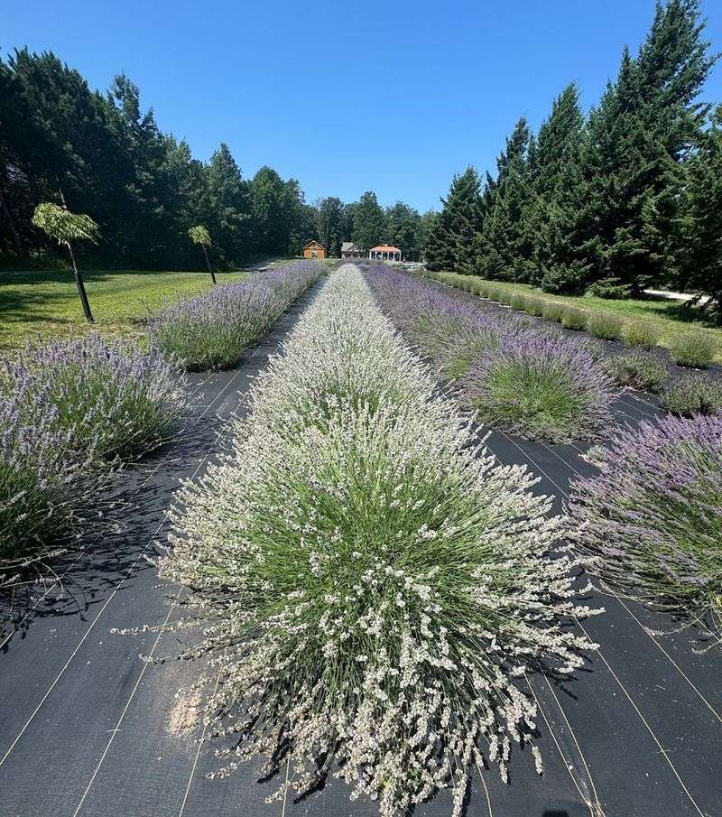 Cherry Hill Lavender Farm Cherry Hill Lavender Farm