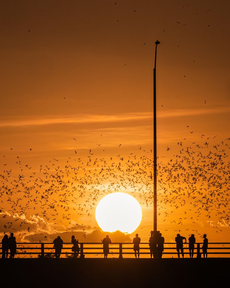 Congress Avenue Bridge Bats