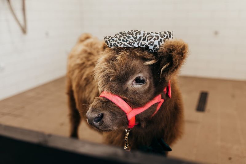 Cuddly Coos Farm Cuddly Coos Farm