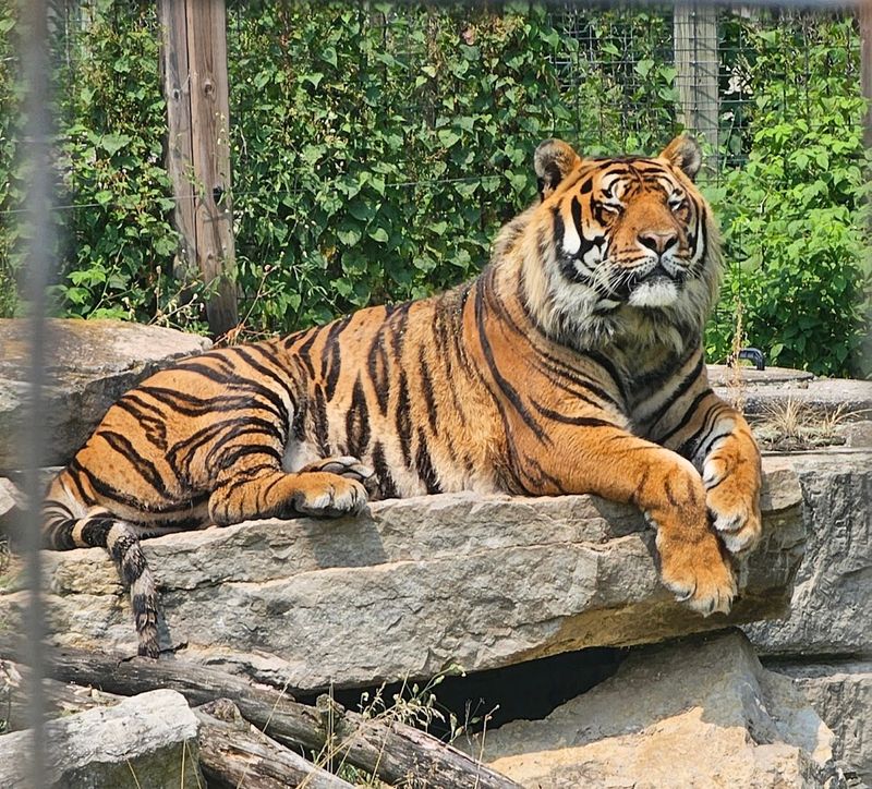 DeYoung Family Zoo — Wallace