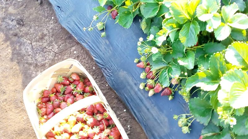 Delicious Berries That Outshine Store-Bought Every Time