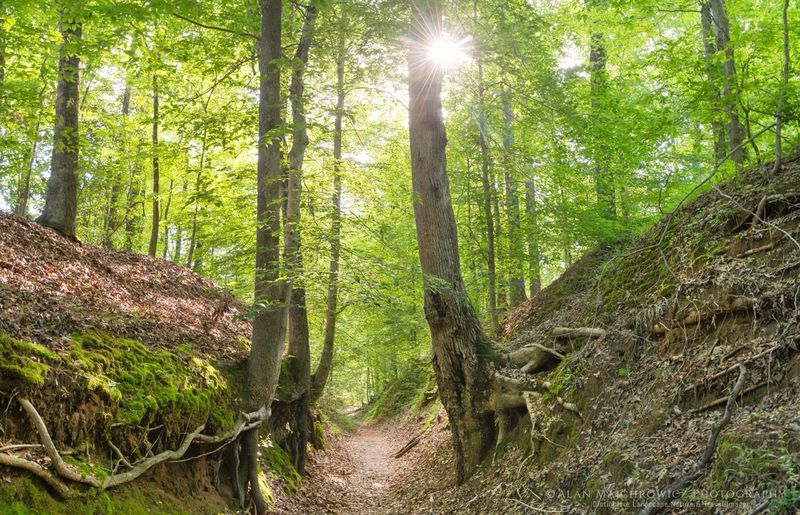Devil's Backbone State Natural Area — Hohenwald