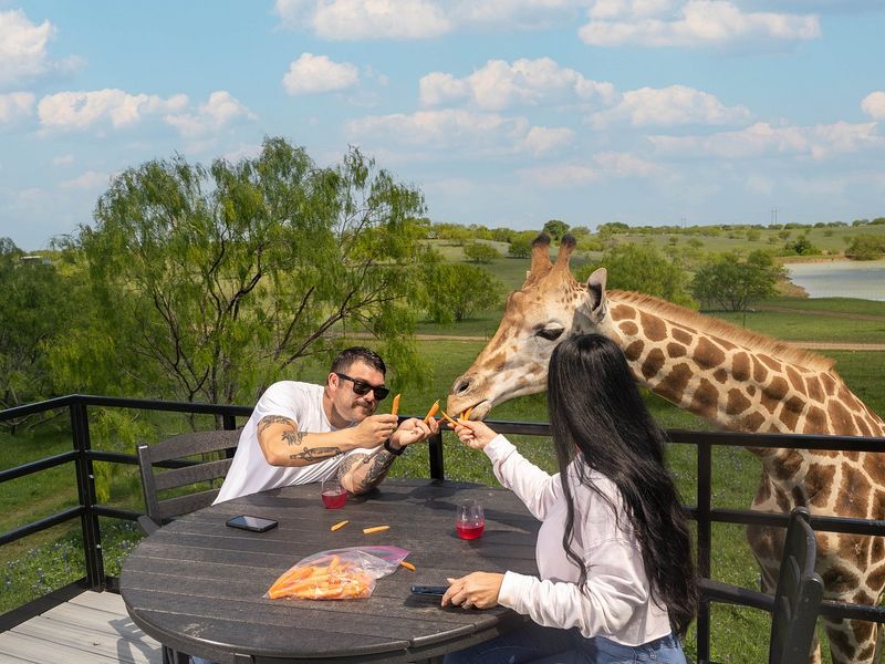 Dine With Giraffes And Chef Crafted Meals