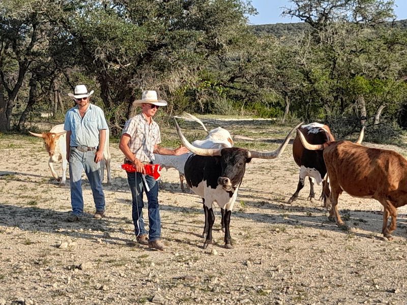 Dixie Dude Ranch (Bandera) Dixie Dude Ranch (Bandera)