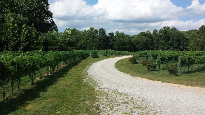 Do a Tennessee Wine Trail Tasting Day