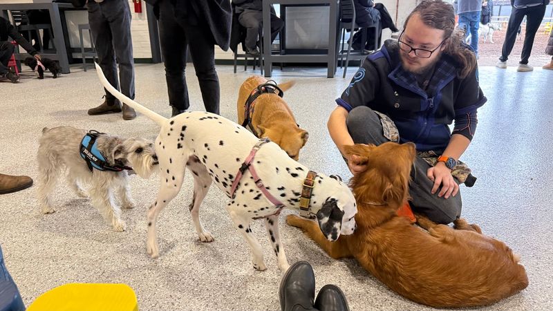 Dog Daycamp, Memberships, and Everything You Need to Know Before You Go Dog Daycamp, Memberships, and Everything You Need to Know Before You Go