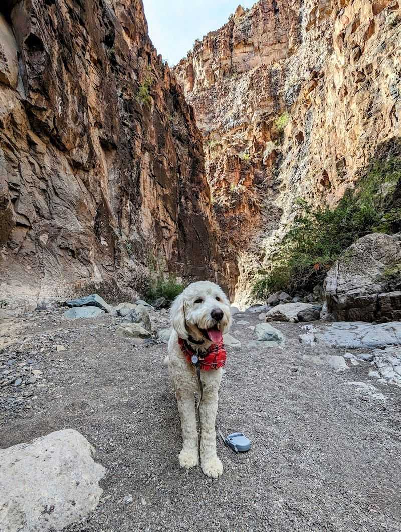 Dog-Friendly Adventure That Welcomes Four-Legged Hikers