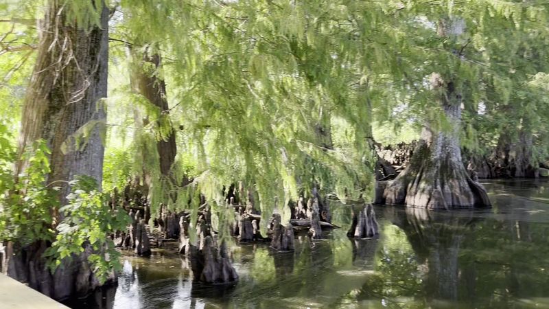 Reelfoot Lake State Park — Tiptonville Reelfoot Lake State Park — Tiptonville