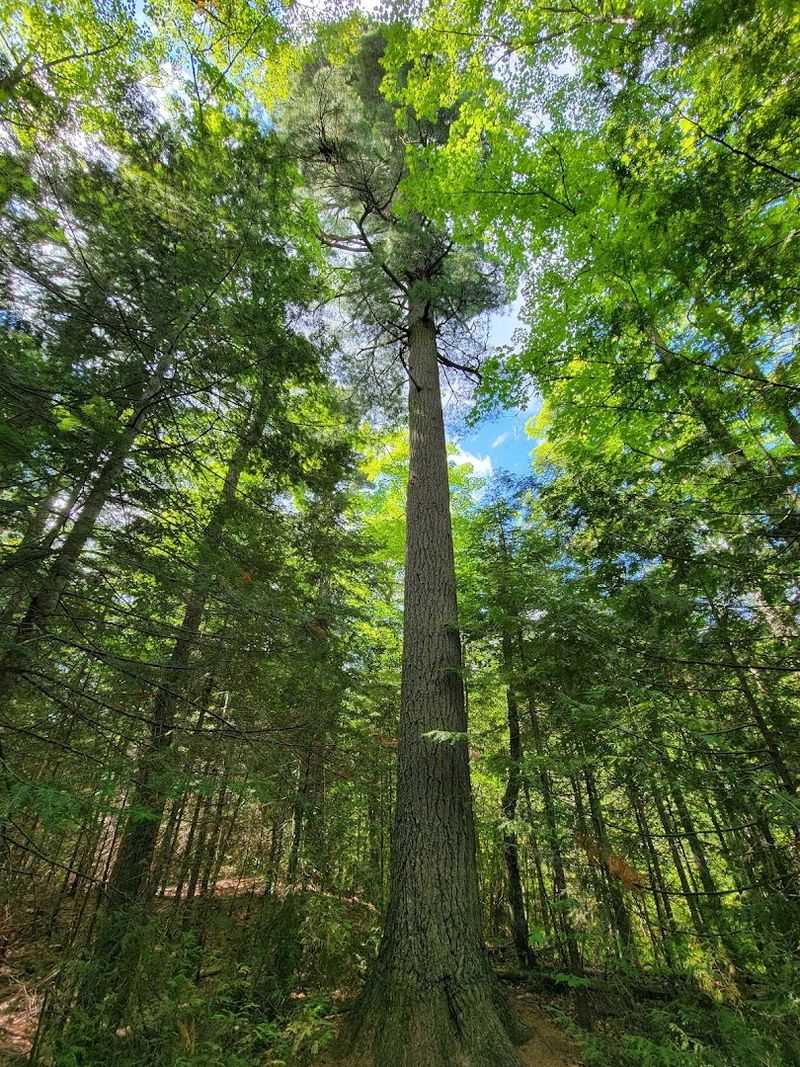 Estivant Pines Nature Sanctuary