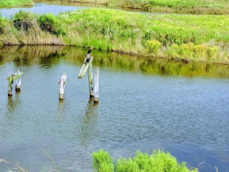 Exceptional Birding Opportunities