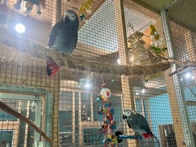 Exotic Avian Sanctuary of Tennessee, Inc. — Hermitage