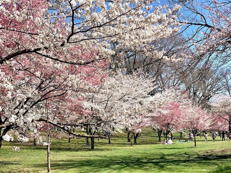 Experience the Essex County Cherry Blossom Festival at Branch Brook Park