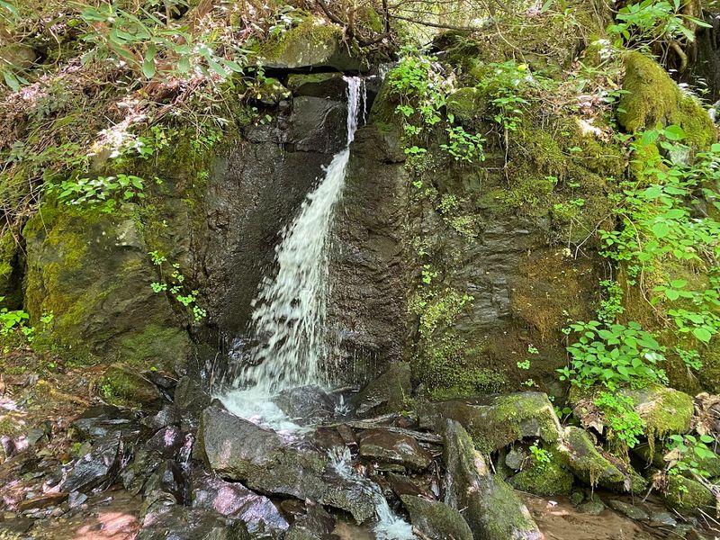 Middle Prong Trail — Tremont